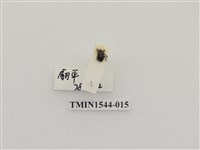 藏品(象鼻蟲科)的圖片